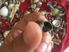 Paratectonatica tigrina