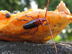 Oxymerus basalis