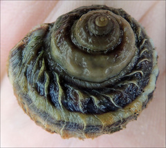 Amphibola crenata