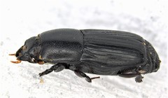 Platysoma parallelum