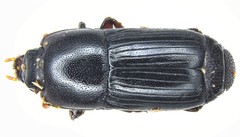 Platysoma parallelum