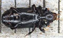 Platysoma parallelum