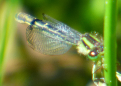 Ischnura erratica