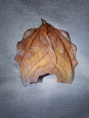 Image of Hyperchiria nausica