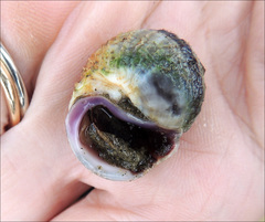 Amphibola crenata