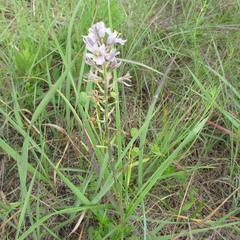 Camassia scilloides