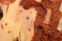 Platysoma parallelum