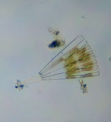 Licmophora flabellata