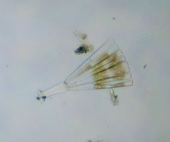 Licmophora flabellata