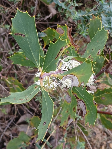Image of Hakea cristata by (c) naturewatchwidow, some rights reserved (CC BY)