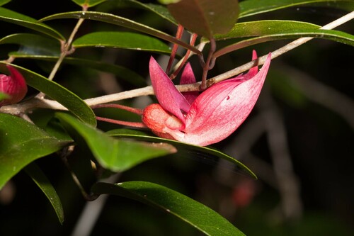 Arthroclianthus deplanchei