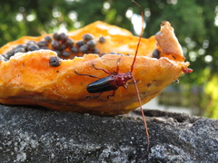 Oxymerus basalis