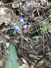 Collinsia torreyi
