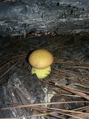 Aureoboletus roxanae
