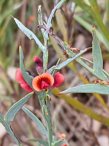 Image of Daviesia decurrens by (c) naturewatchwidow, some rights reserved (CC BY)