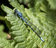 Enallagma annexum