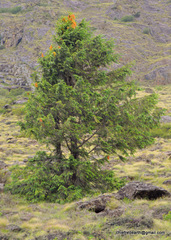 Picea smithiana
