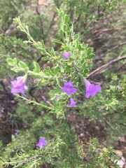 Leucophyllum laevigatum, photograph (c) Oscar C. González Martínez, some rights reserved (CC BY-SA)