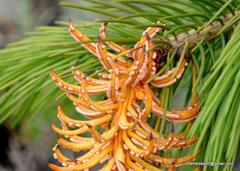 Picea smithiana