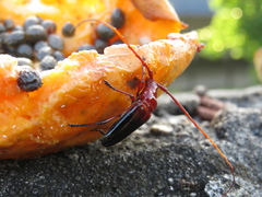 Oxymerus basalis