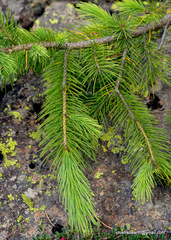 Picea smithiana