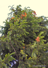 Picea smithiana