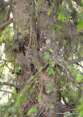 Picea smithiana