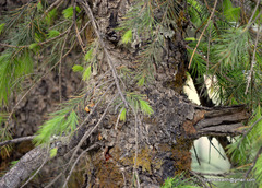 Picea smithiana