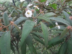Miconia angustilamina