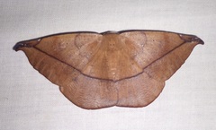 Oxydia brevipecten