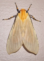 Halysidota leda