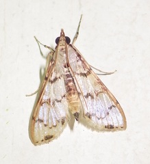 Azochis