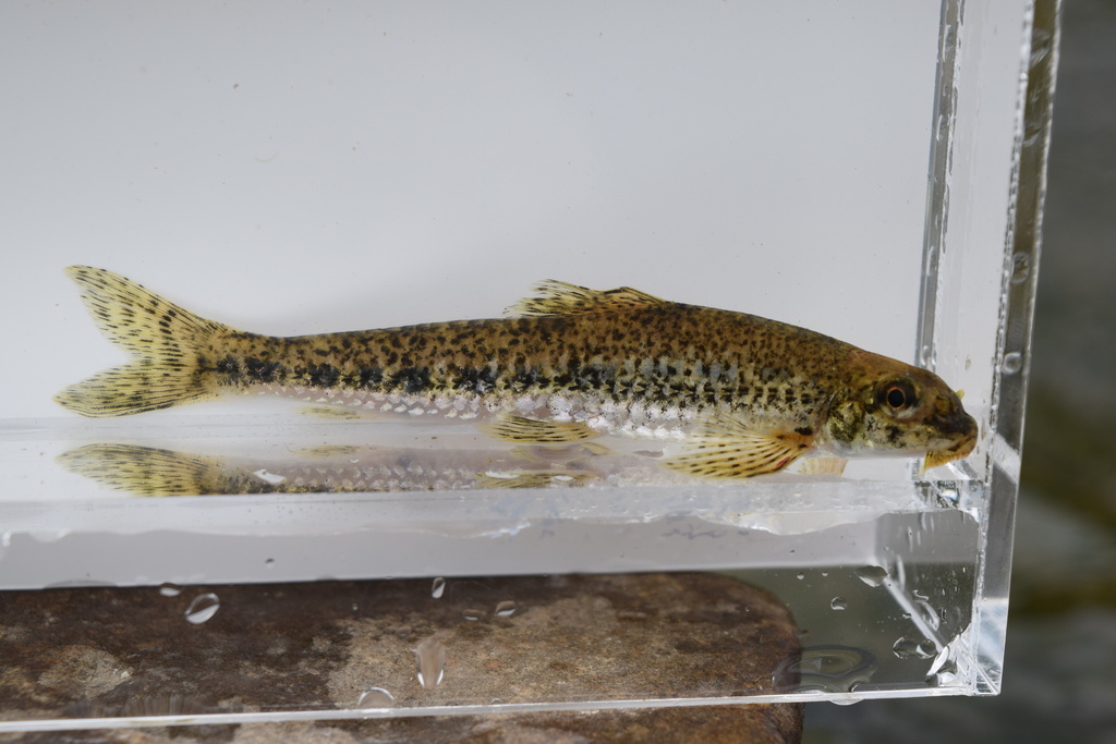 Yalu Small Gudgeon