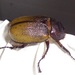 Saint Lucia Hercules Beetle - Photo (c) Kyhl Austin, some rights reserved (CC BY-NC), uploaded by Kyhl Austin