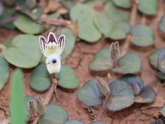 Andrographis serpyllifolia