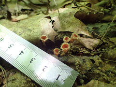 Microstoma floccosum