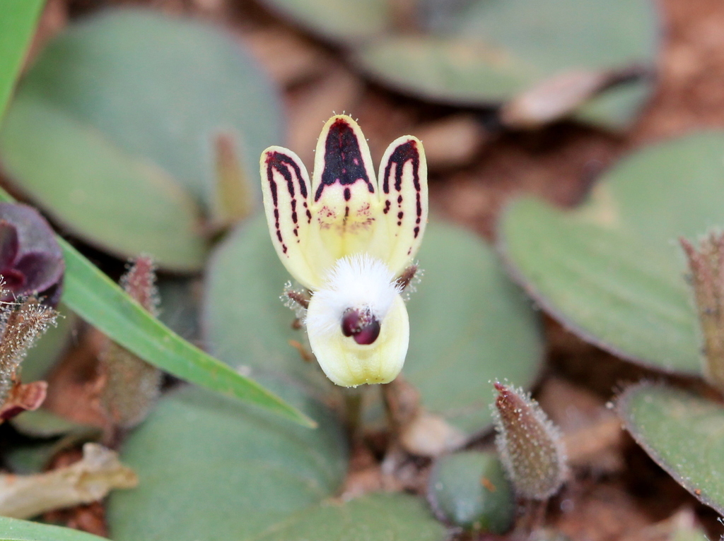 Andrographis serpyllifolia