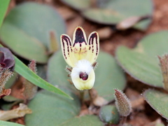Andrographis serpyllifolia