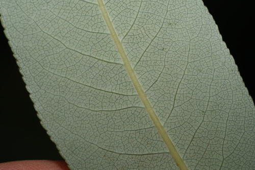 Pacific Willow foliage