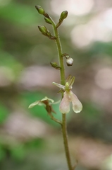 Neottia smallii