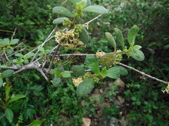 Rubiaceae