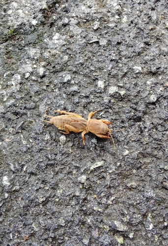 Oriental Mole Cricket photo 5