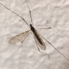 Rhipidia maculata