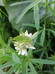 Isophya altaica