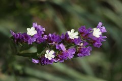 Limonium sinuatum
