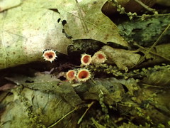 Microstoma floccosum