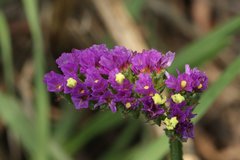 Limonium sinuatum