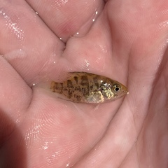 Ambloplites cavifrons