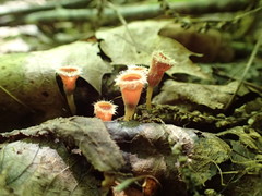 Microstoma floccosum