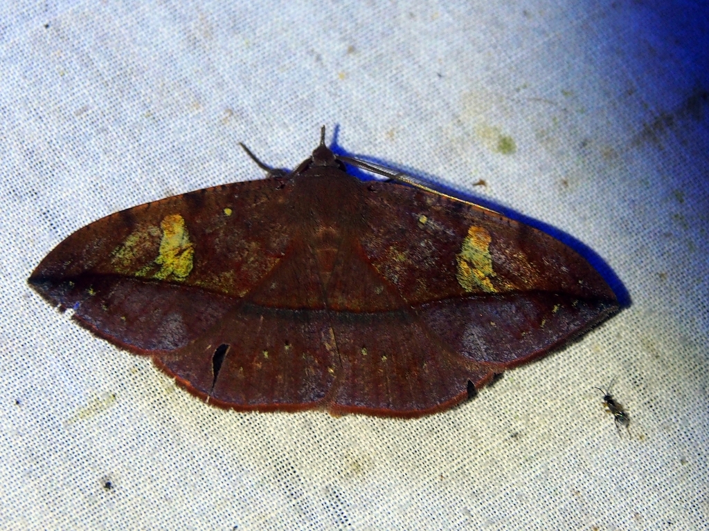 Gorgone augusta